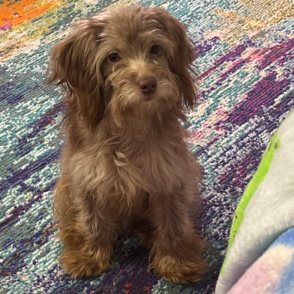 Enlarge Uptown Funk, a Adoptable mixed breed in St. Charles, MO image 2/5