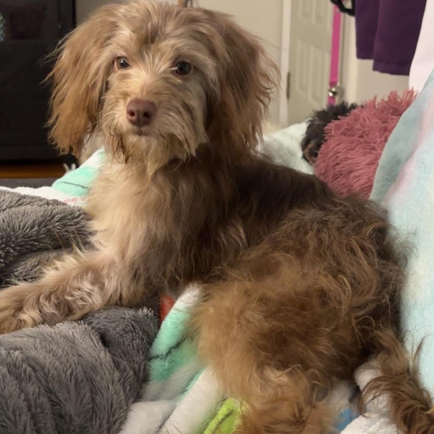 Enlarge Uptown Funk, a Adoptable mixed breed in St. Charles, MO image 3/5