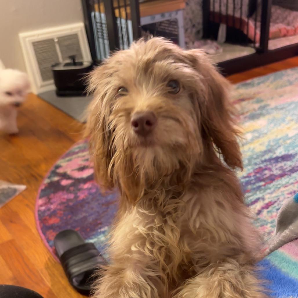 Enlarge Uptown Funk, a Adoptable mixed breed in St. Charles, MO image 4/5