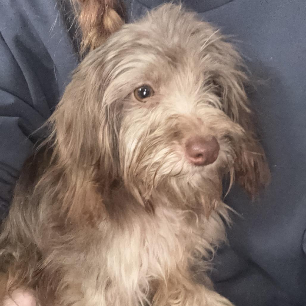 Enlarge Uptown Funk, a Adoptable mixed breed in St. Charles, MO image 5/5