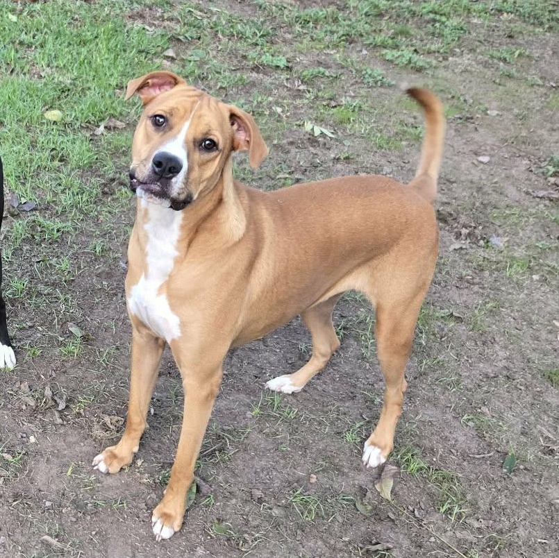 Frank, Adoptable, Young Male Labrador Retriever & American Staffordshire Terrier.