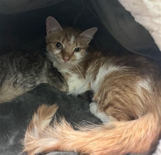 DR COLLINS, Adoptable, Young Female Domestic Short Hair.