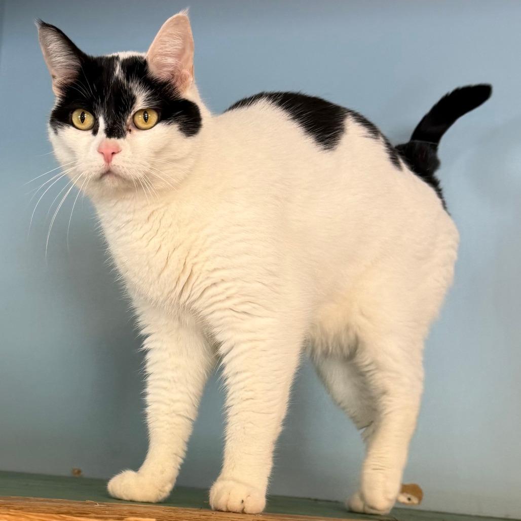 Stella C26-025, Adoptable, Adult Female Domestic Short Hair.