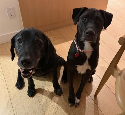 Ryleigh, an adopted mixed breed in Brooklyn, NY image 2/6