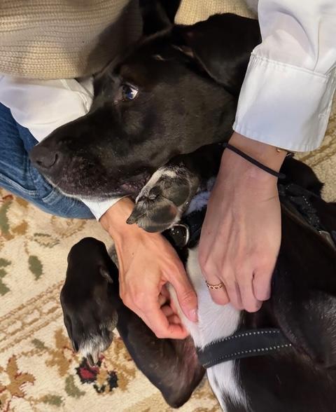 Ryleigh, an adopted mixed breed in Brooklyn, NY image 3/6