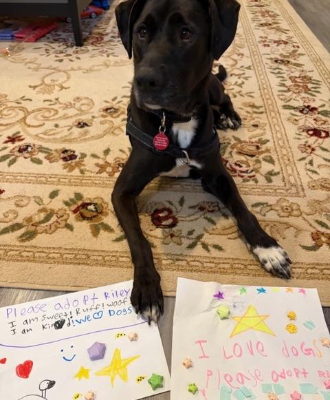 Ryleigh, an adopted mixed breed in Brooklyn, NY image 6/6