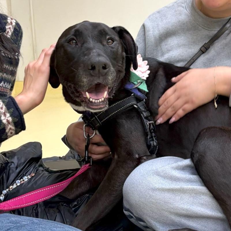 Ryleigh, an adopted mixed breed in Brooklyn, NY image 1/6
