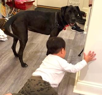 Ryleigh, an adopted mixed breed in Brooklyn, NY image 5/6