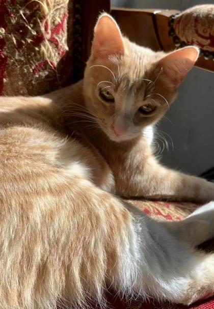 Enlarge Alabama, a Adoptable mixed breed in Encinitas, CA image 1/3