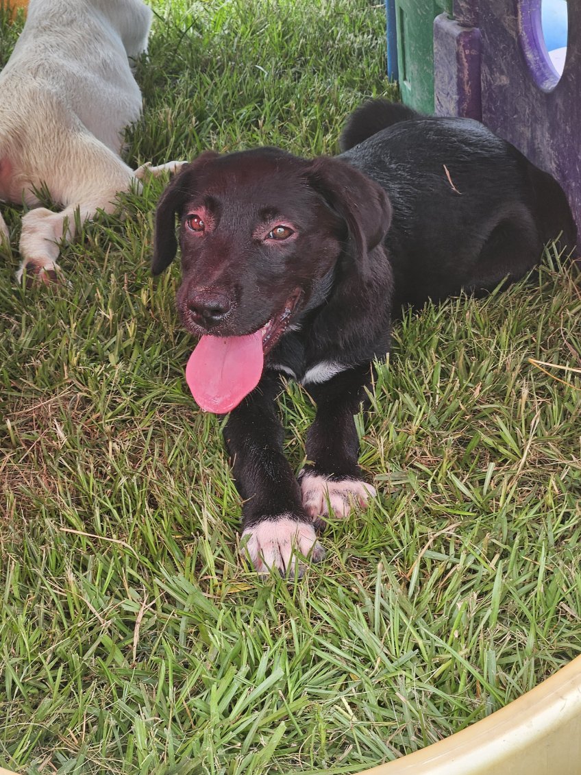Oreo, Adopted, Puppy Female Great Pyrenees & Black Labrador Retriever.