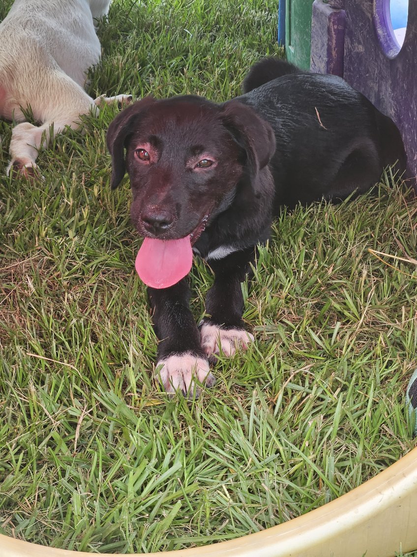 Enlarge Oreo, a Adopted mixed breed in Ville platte, LA image 2/3