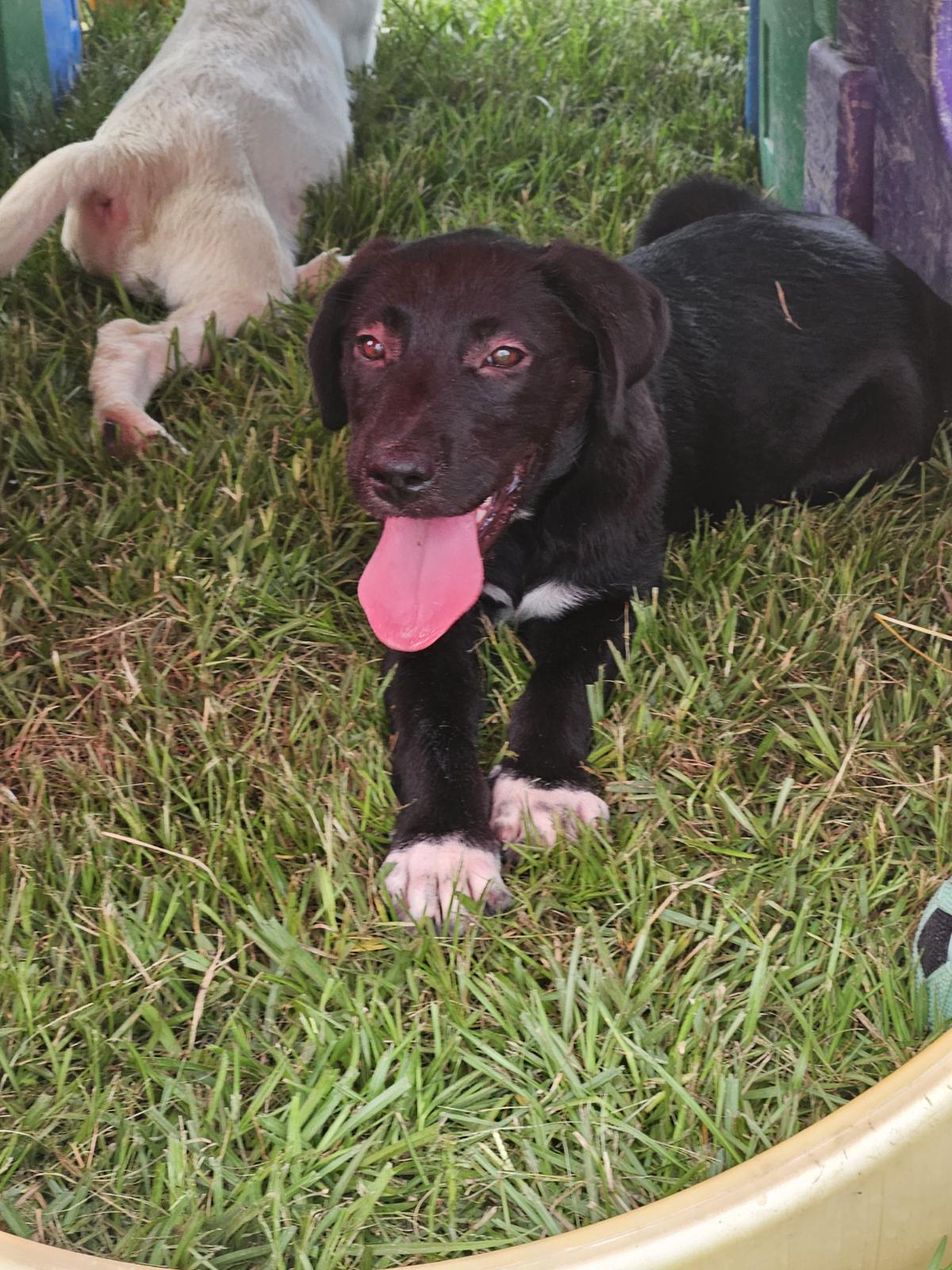 Enlarge Oreo, a Adopted mixed breed in Ville platte, LA image 3/3