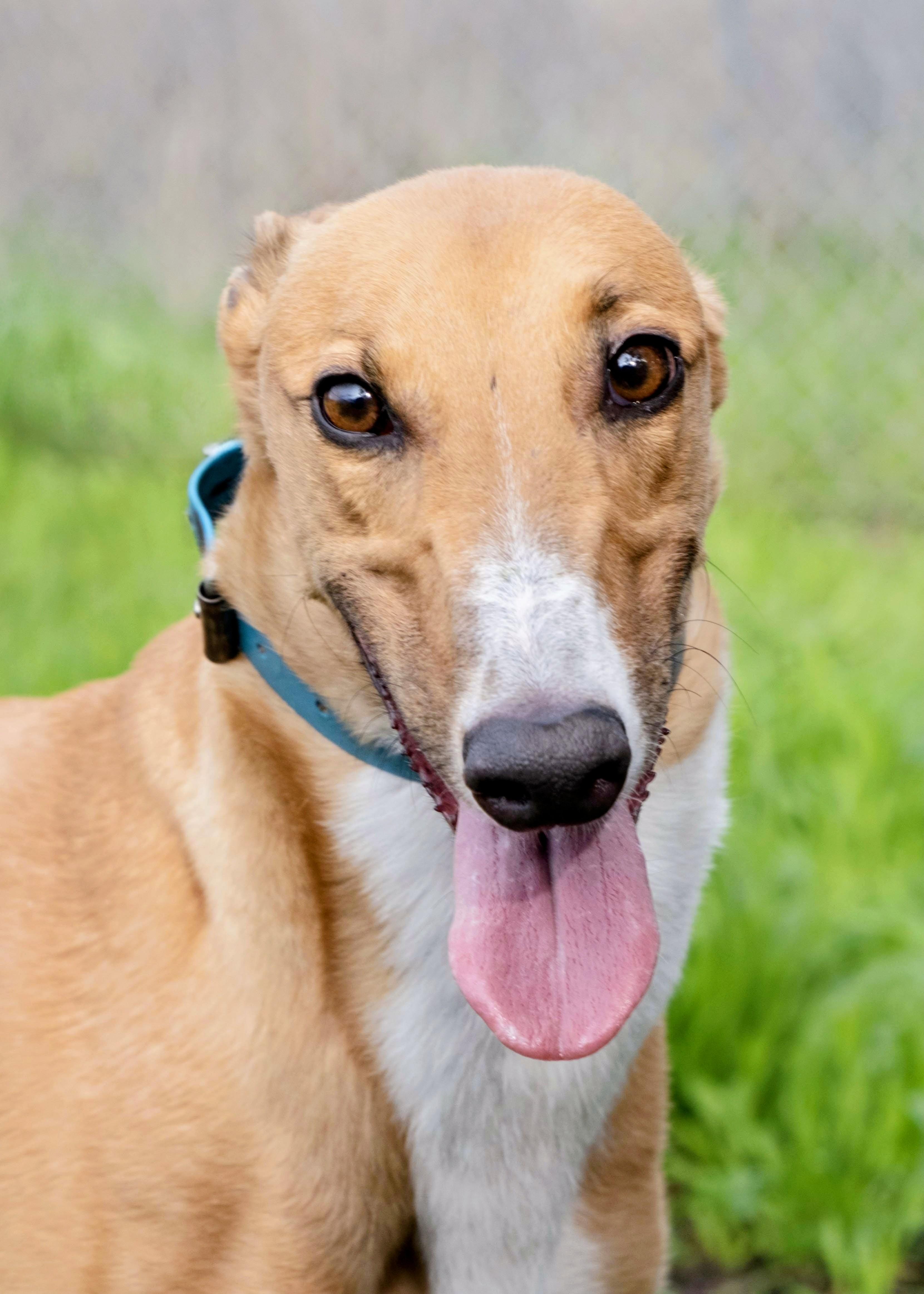 Enlarge Soli, an adopted Greyhound in Seattle, WA image 1/1