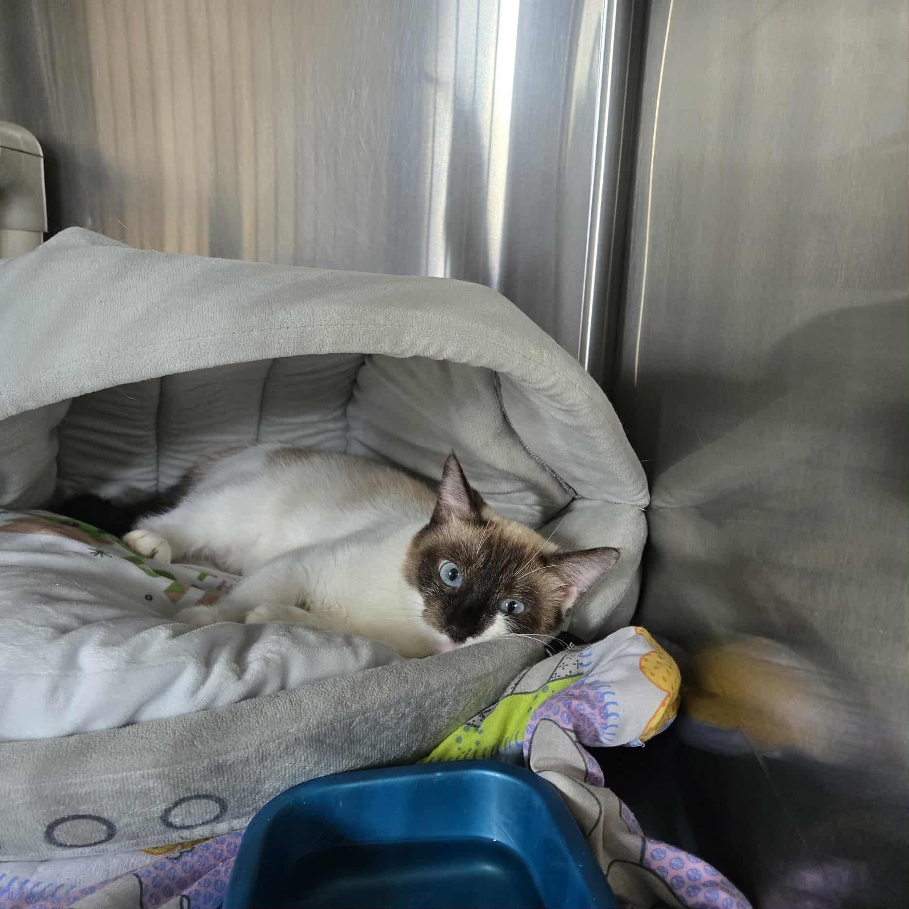 Marsha, adoptable, Adult Female Snowshoe & Siamese.