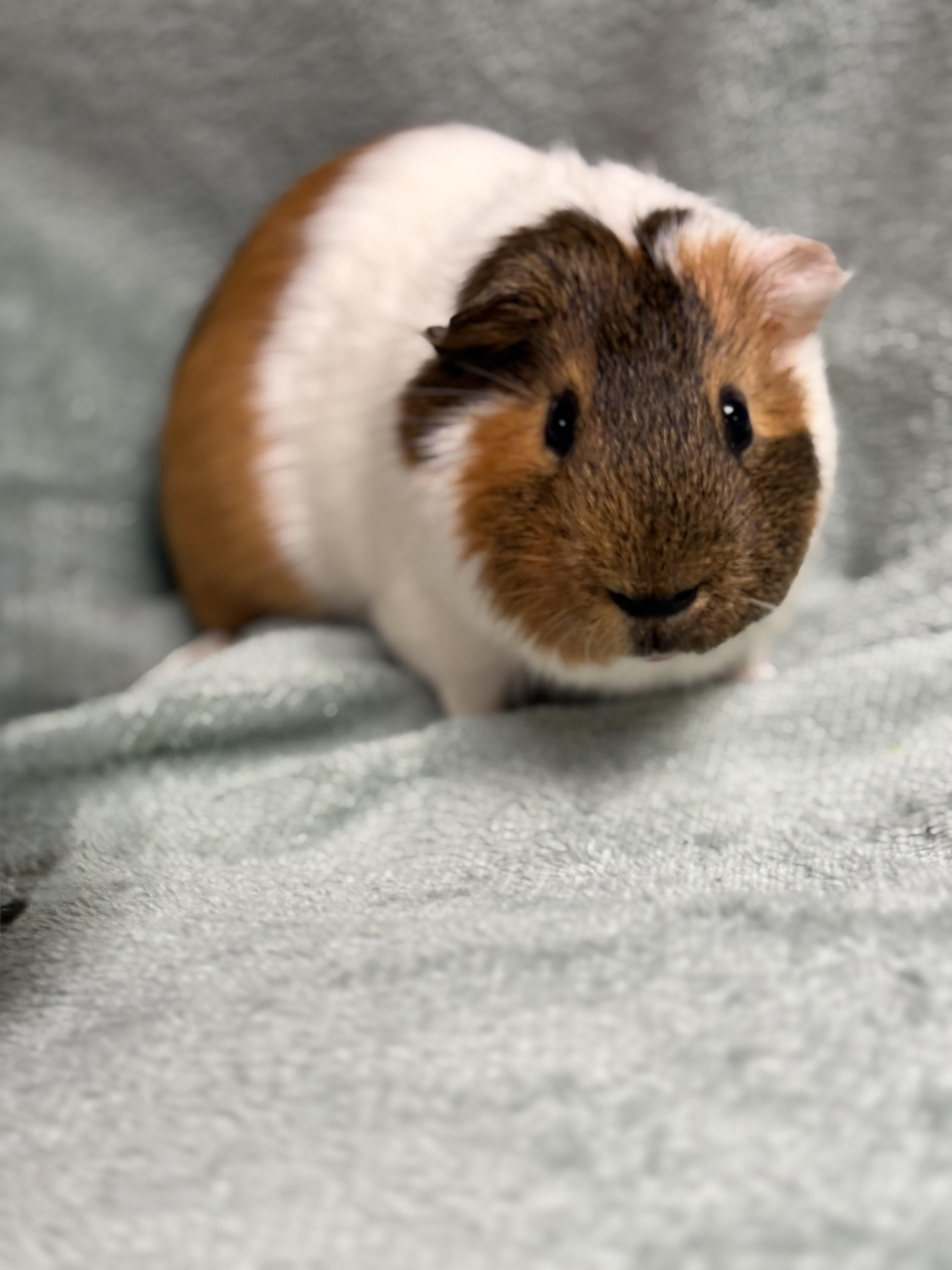 Chunk, Adoptable, Adult Male Guinea Pig.