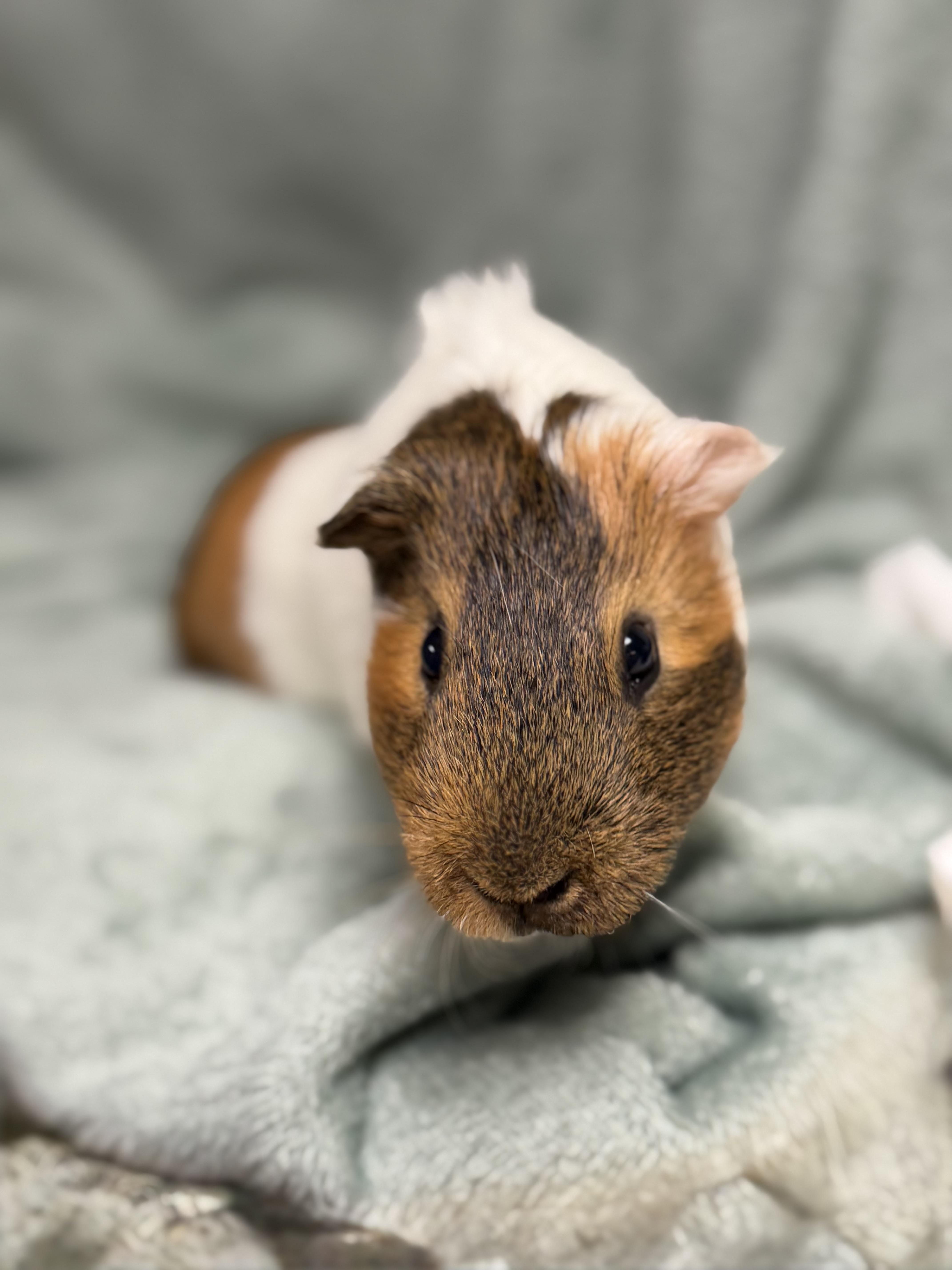 Enlarge Chunk, a Adoptable Guinea Pig in Edinburg, PA image 5/6