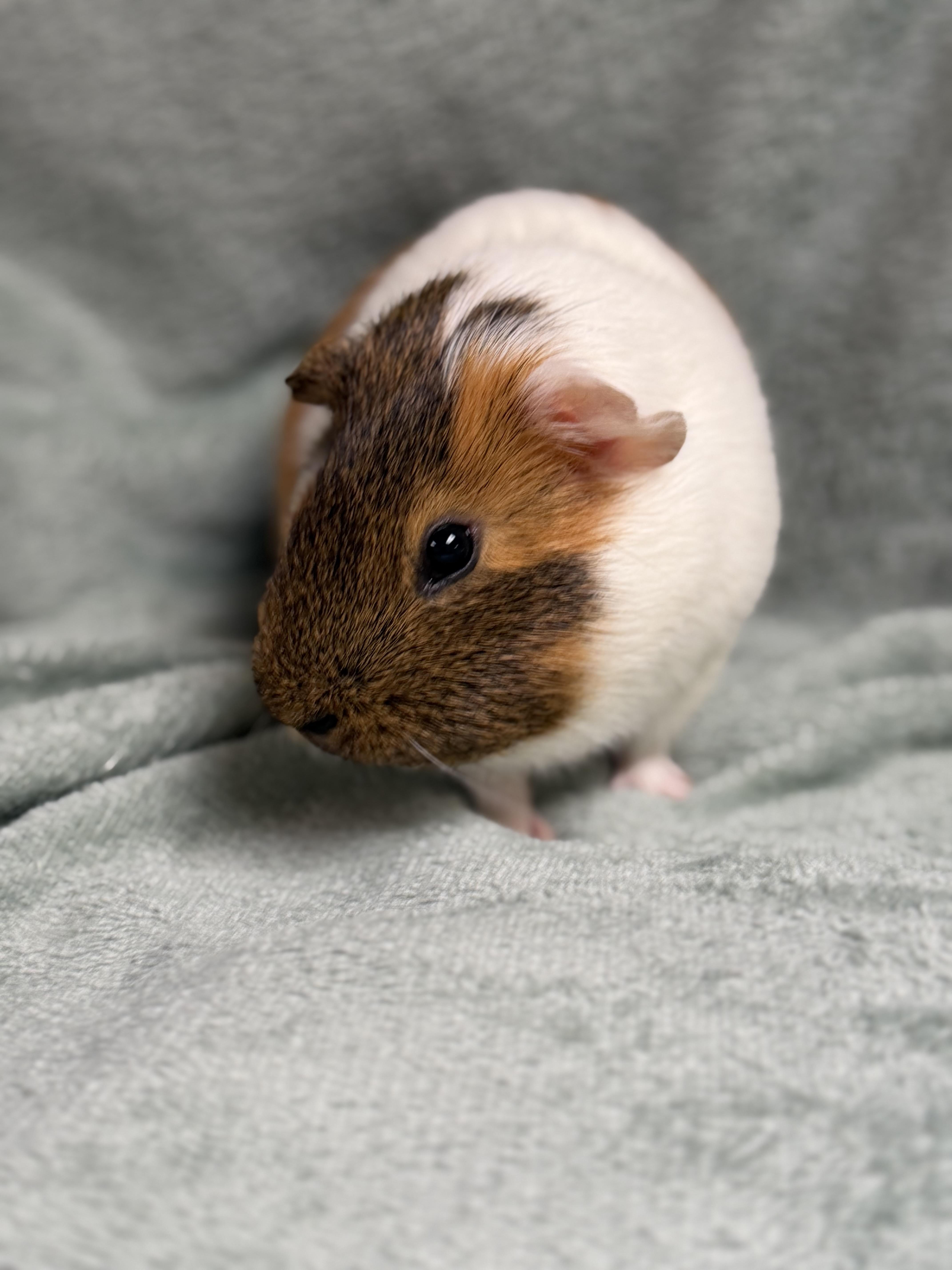 Enlarge Chunk, a Adoptable Guinea Pig in Edinburg, PA image 2/6
