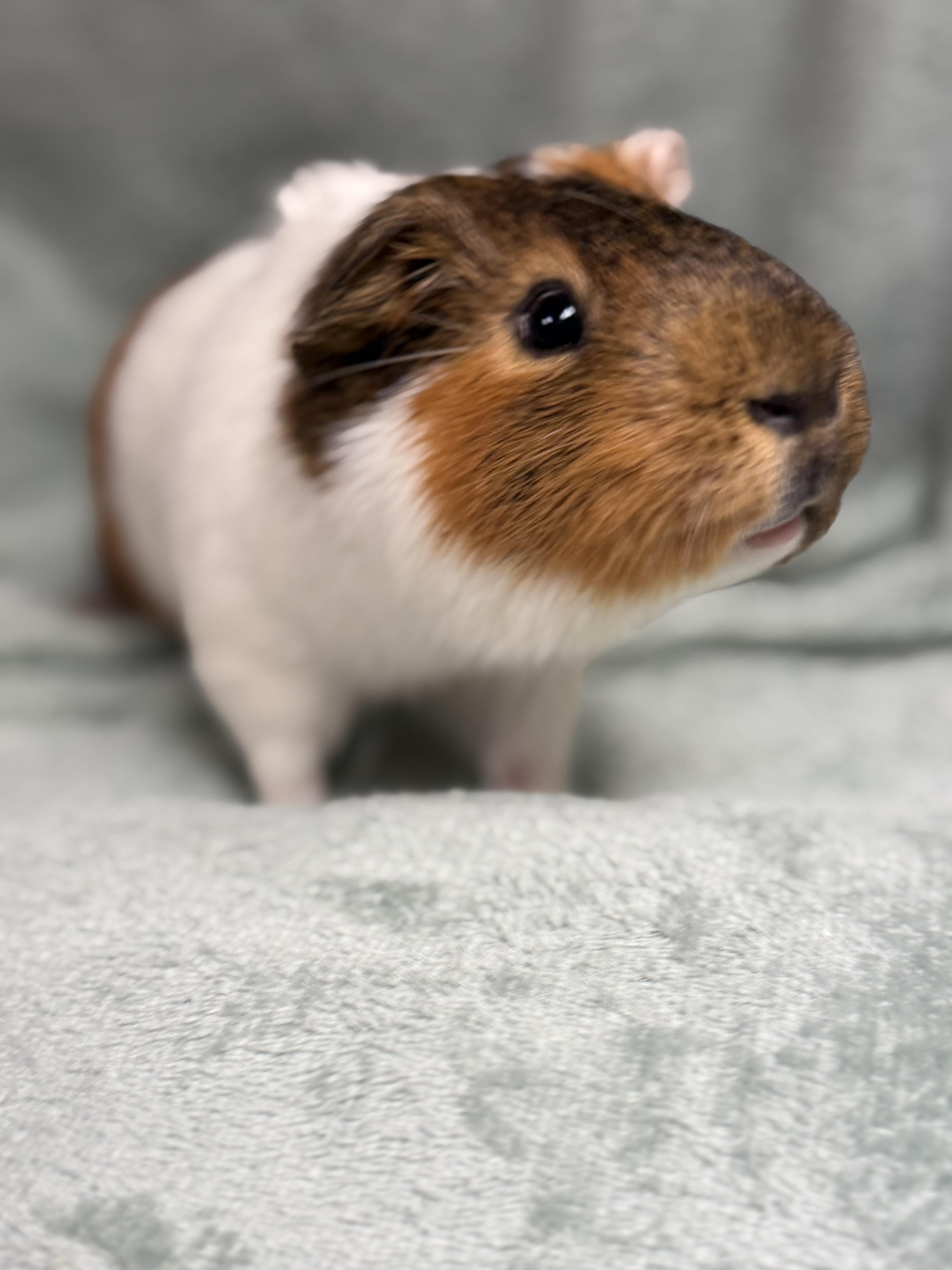 Enlarge Chunk, a Adoptable Guinea Pig in Edinburg, PA image 3/6