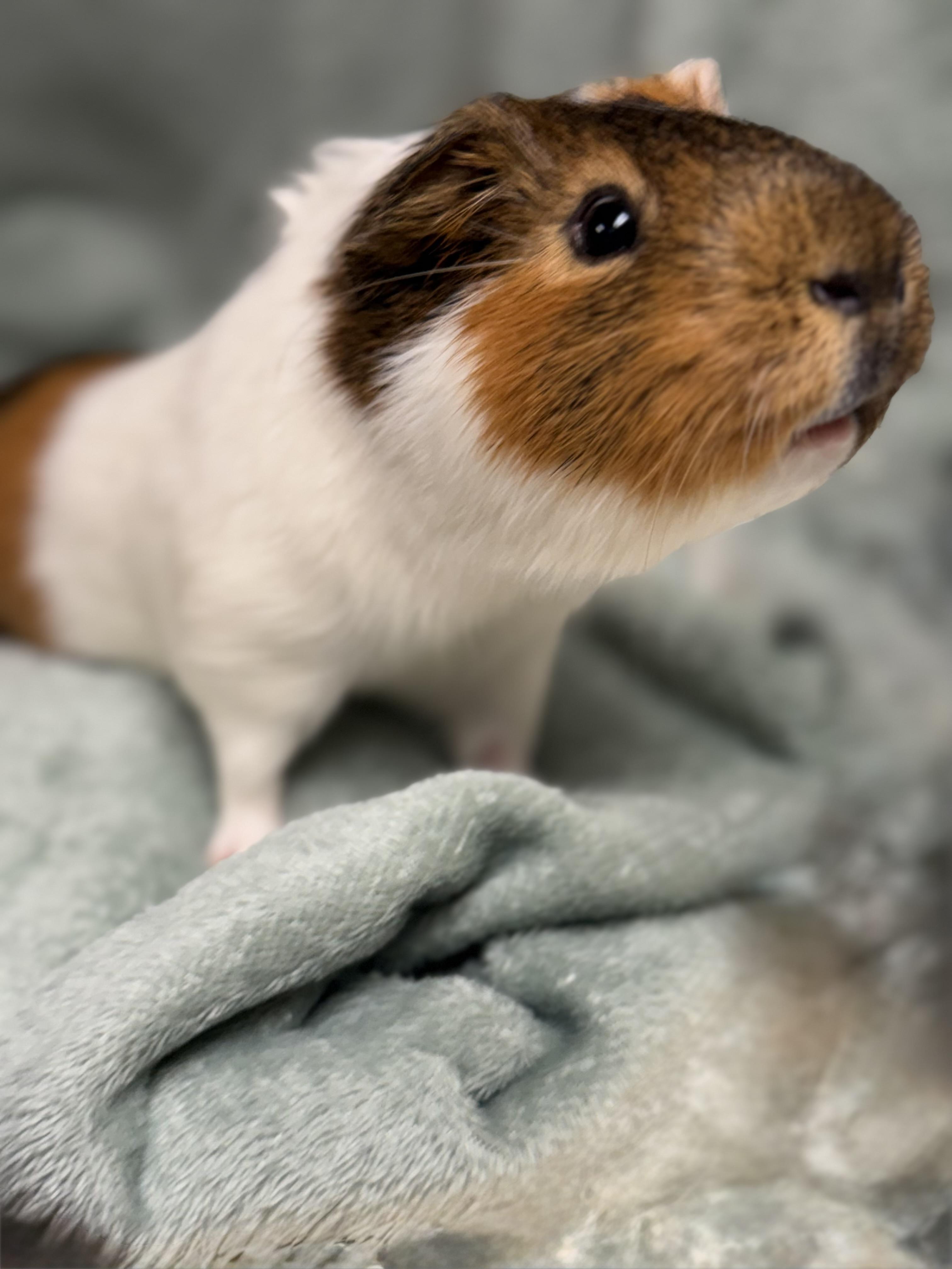 Enlarge Chunk, a Adoptable Guinea Pig in Edinburg, PA image 4/6
