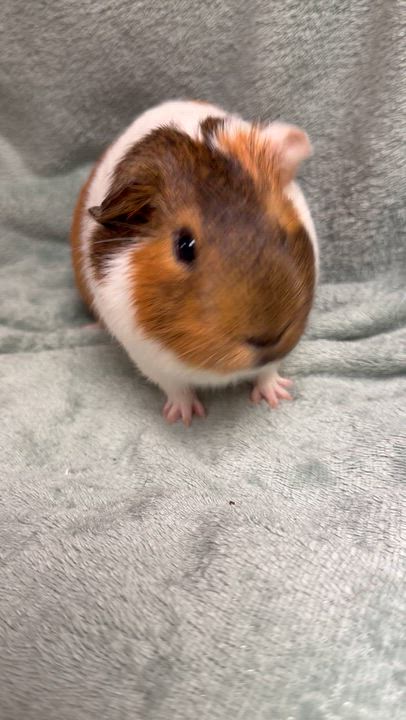 Enlarge Chunk, a Adoptable Guinea Pig in Edinburg, PA video 6/6
