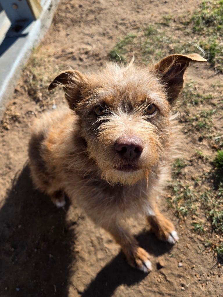 Pumpkin, Adopted, Young Female Mixed Breed & Terrier.