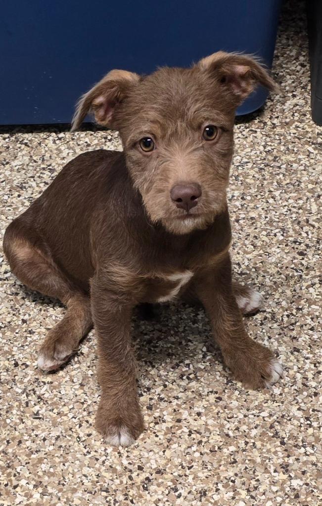 Enlarge Pumpkin, a Adopted mixed breed in Pratt, KS image 2/2