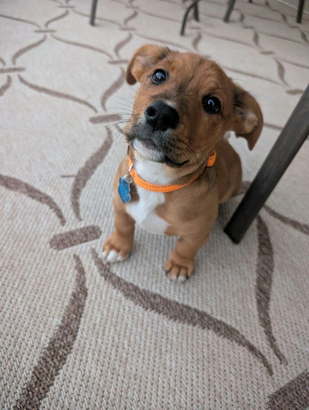 Enlarge Comet, a Adoptable mixed breed in Broken Arrow, OK image 1/1