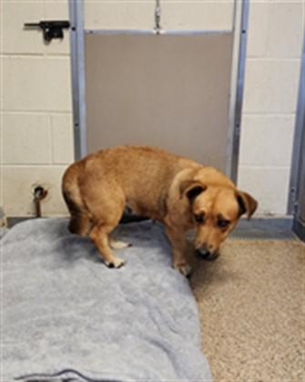Enlarge BABS, a Adoptable mixed breed in Albuquerque, NM image 1/1