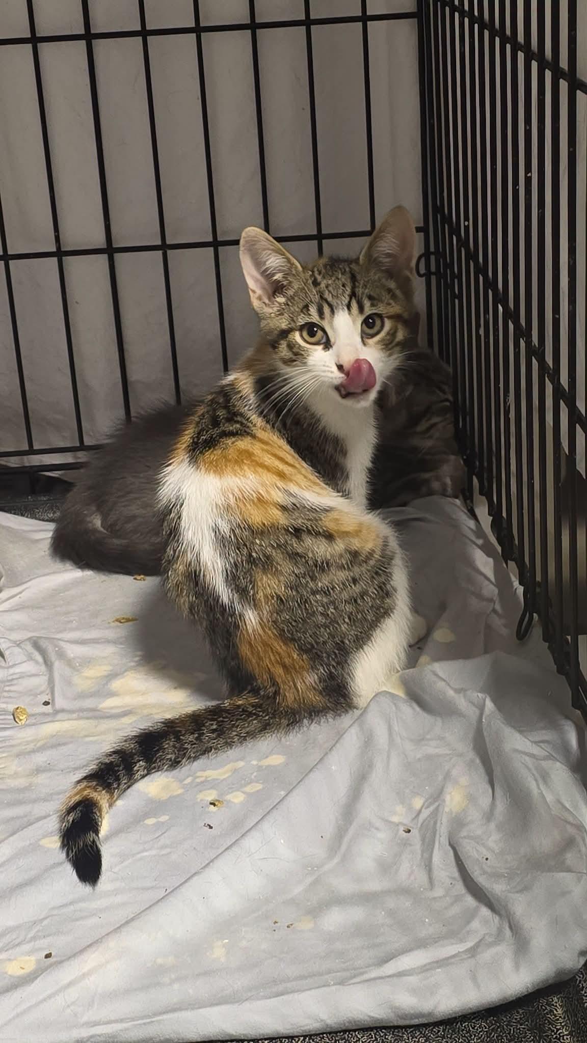 Enlarge Sansa, an adoptable Calico in Stevensville, ON image 2/2