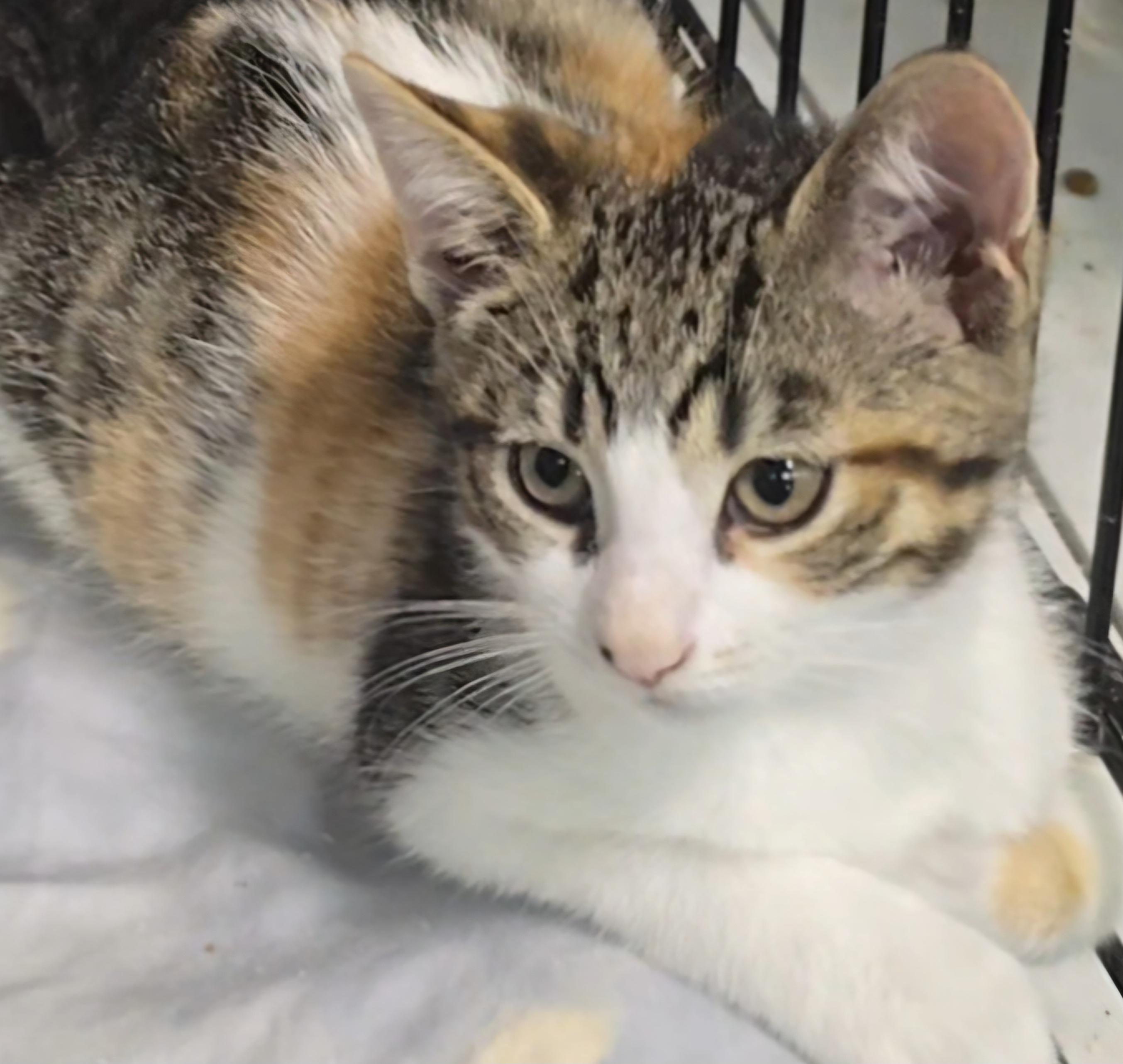 Enlarge Sansa, an adoptable Calico in Stevensville, ON image 1/2