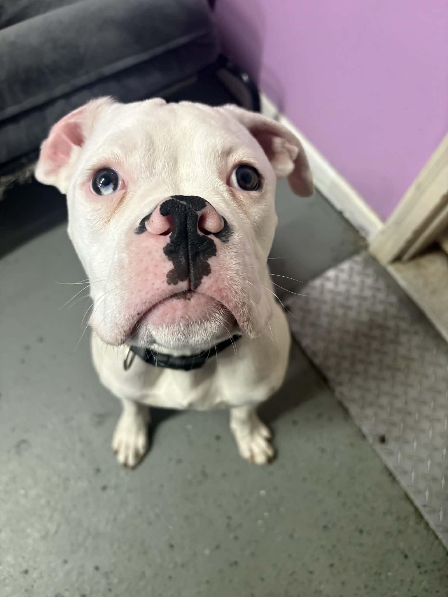 Onion, Adopted, Young Male Boxer.