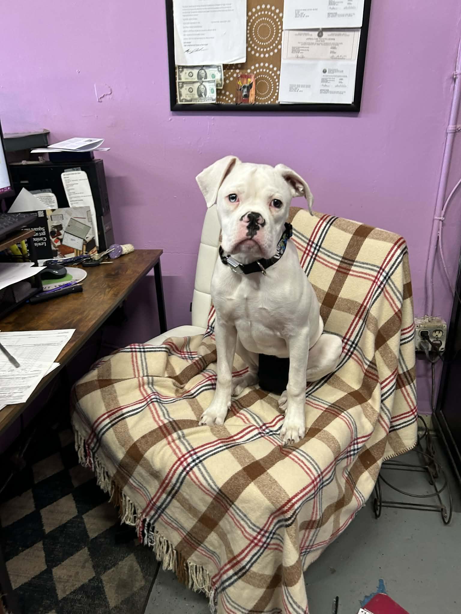 Enlarge Onion, a Adopted Boxer in Kansas City, MO image 2/4