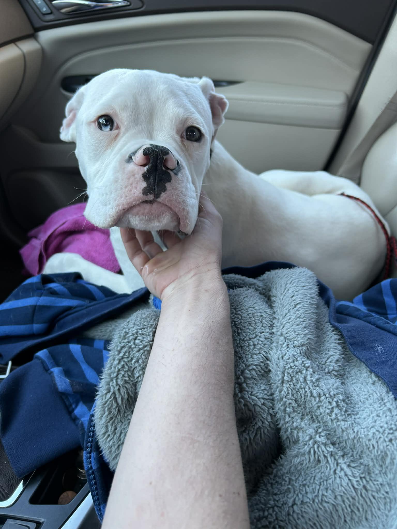 Enlarge Onion, a Adopted Boxer in Kansas City, MO image 3/4