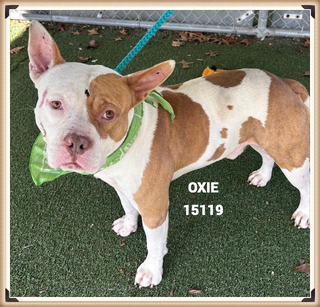 OXIE, a ADOPTABLE mixed breed in Marietta, GA image 2/4