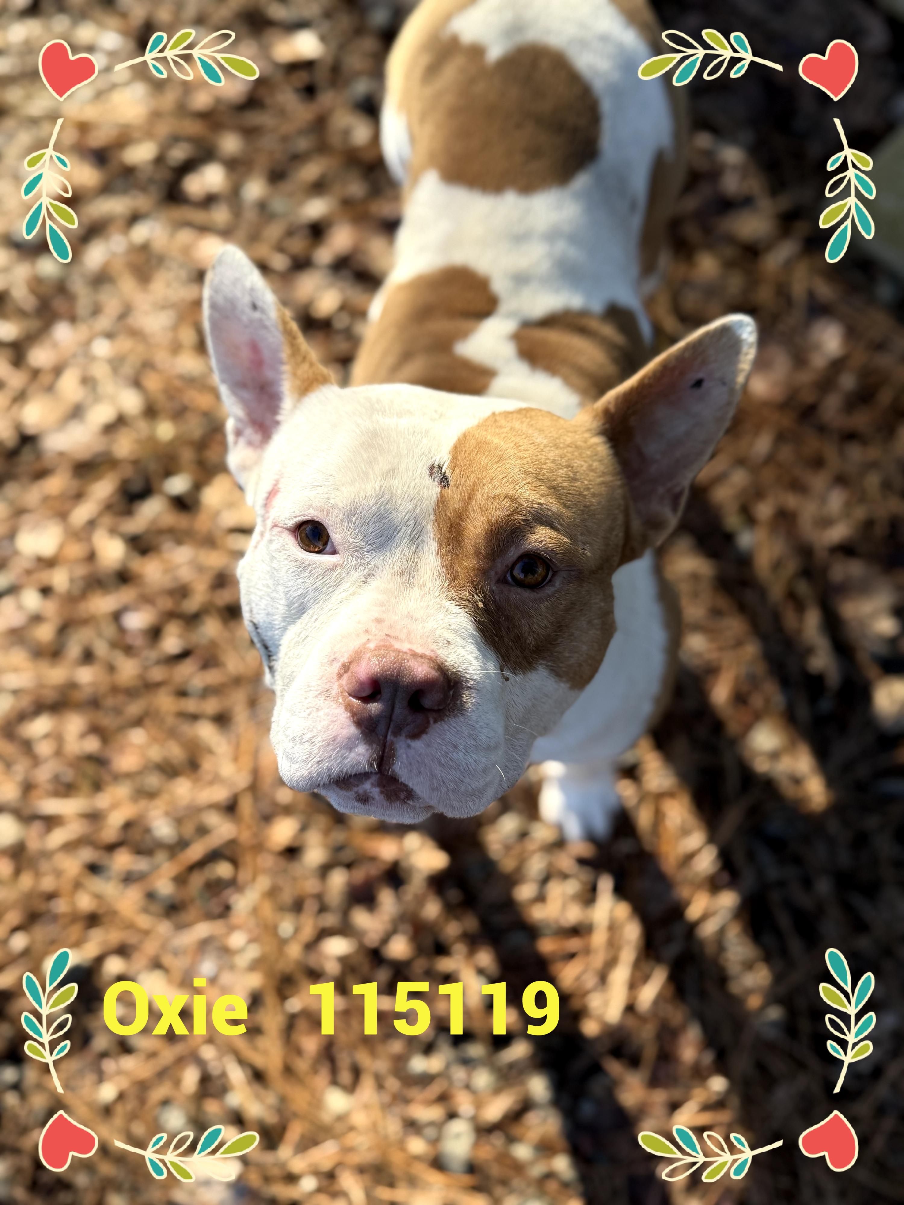 OXIE, a ADOPTABLE mixed breed in Marietta, GA image 3/4