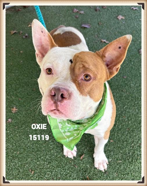 OXIE, a ADOPTABLE mixed breed in Marietta, GA image 4/4