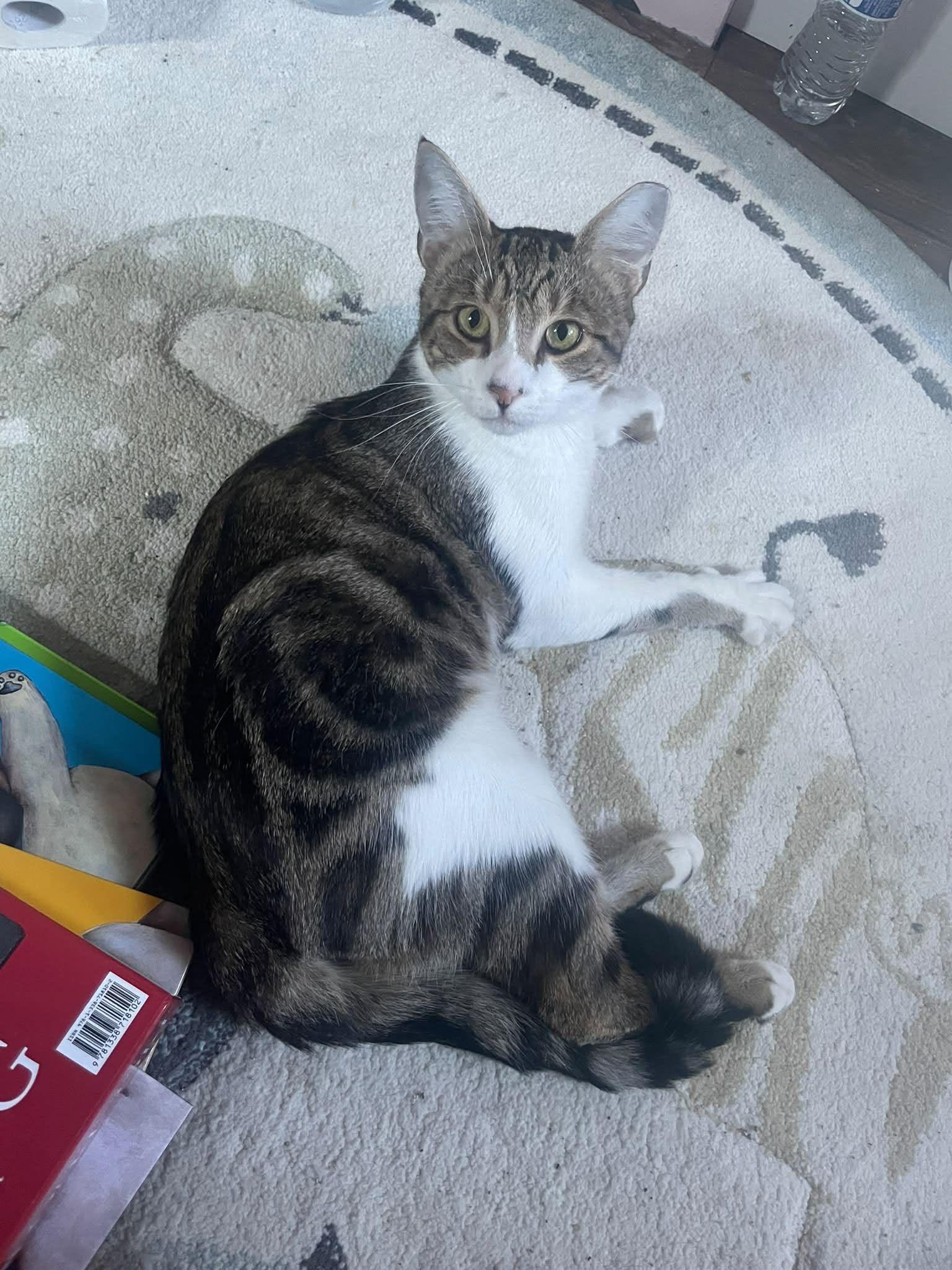 Cooper, Adoptable, Young Male Domestic Short Hair.