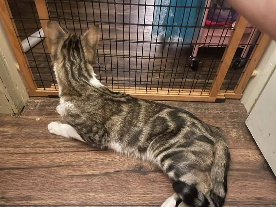 Cooper, a Adoptable Domestic Short Hair in Enfield, CT image 2/6