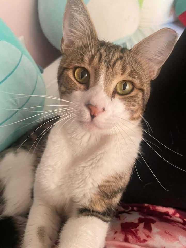 Cooper, a Adoptable Domestic Short Hair in Enfield, CT image 3/6