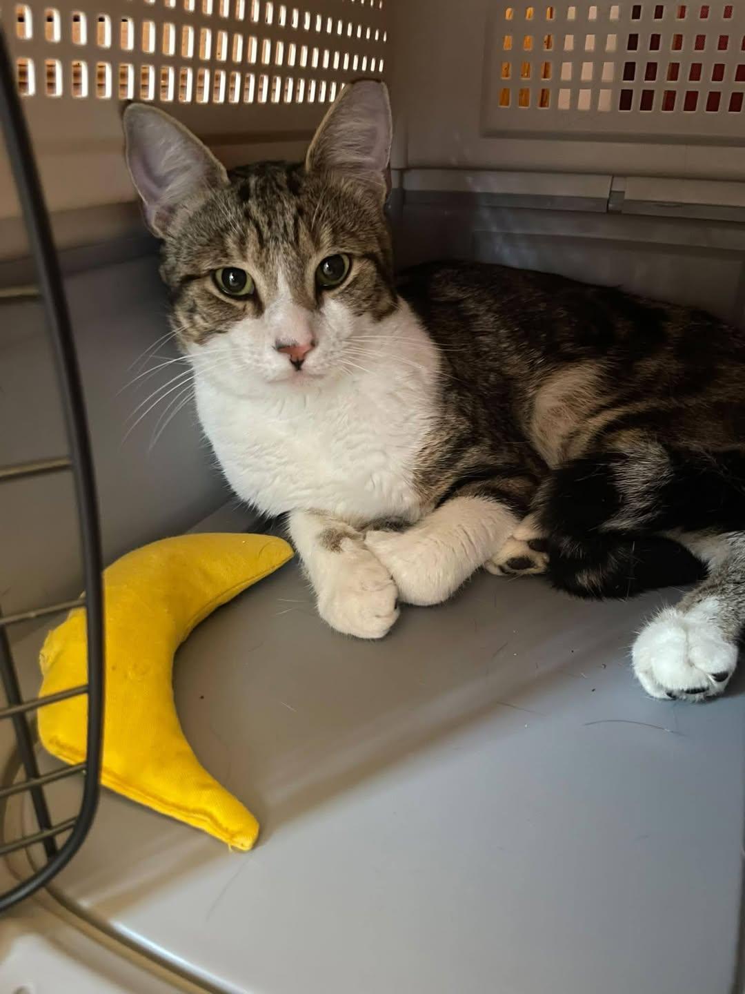 Cooper, a Adoptable Domestic Short Hair in Enfield, CT image 4/6
