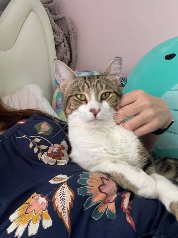 Cooper, a Adoptable Domestic Short Hair in Enfield, CT image 5/6