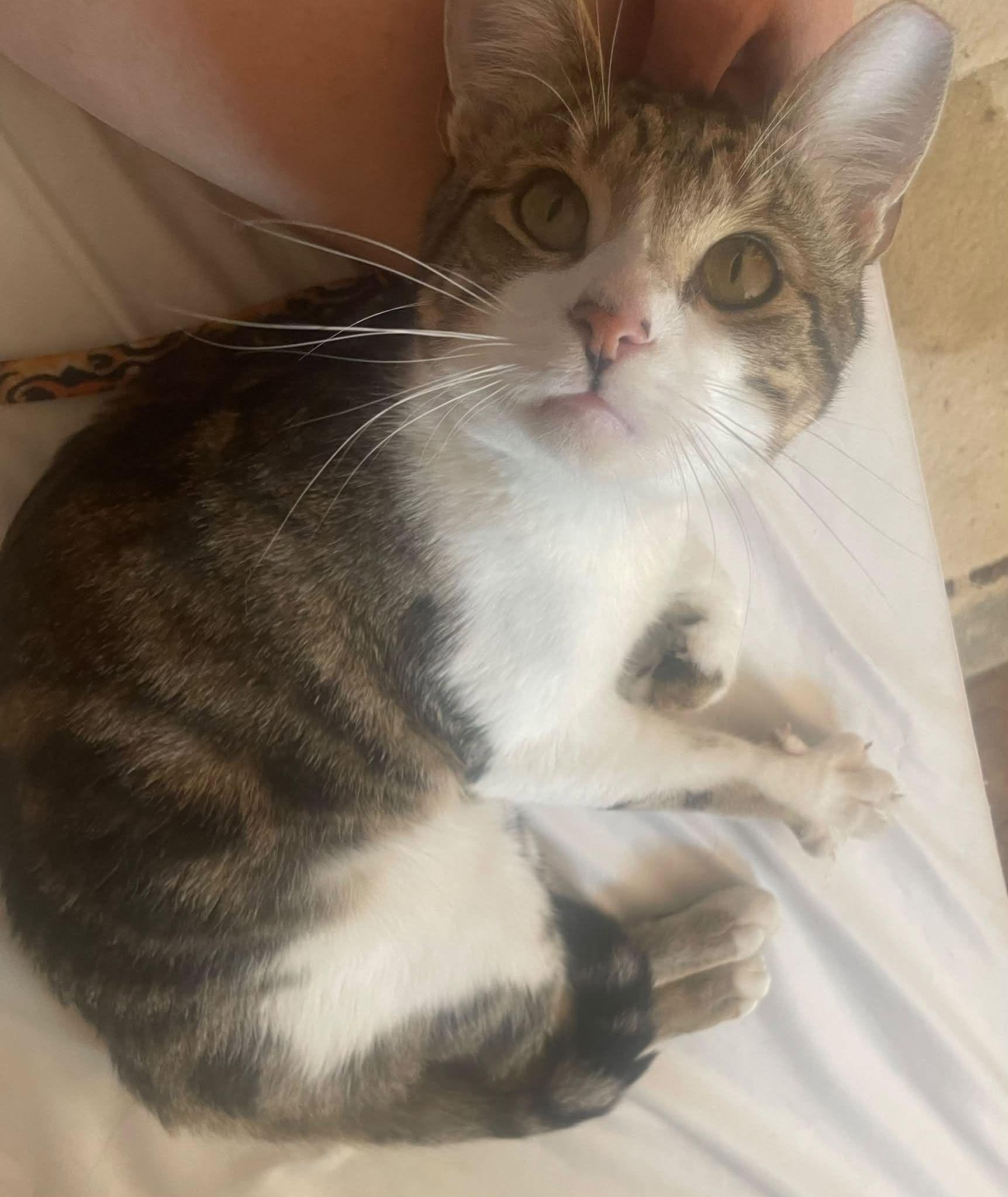 Cooper, a Adoptable Domestic Short Hair in Enfield, CT image 6/6