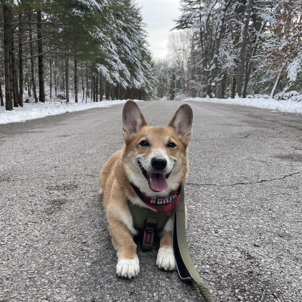 Shorty, a Adoptable Corgi in Brockton, MA image 1/3