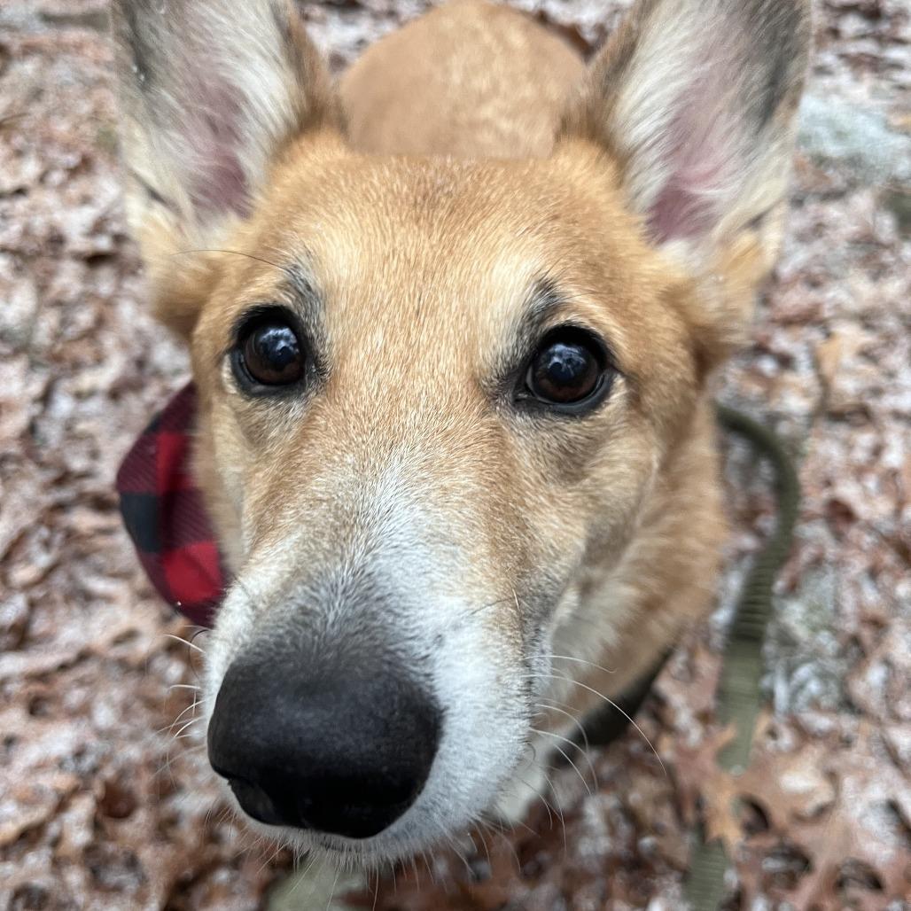 Shorty, a Adoptable Corgi in Brockton, MA image 2/3