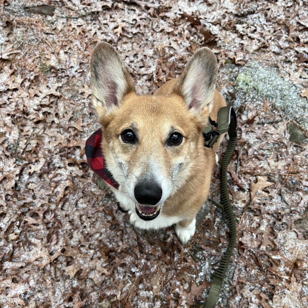 Shorty, a Adoptable Corgi in Brockton, MA image 3/3