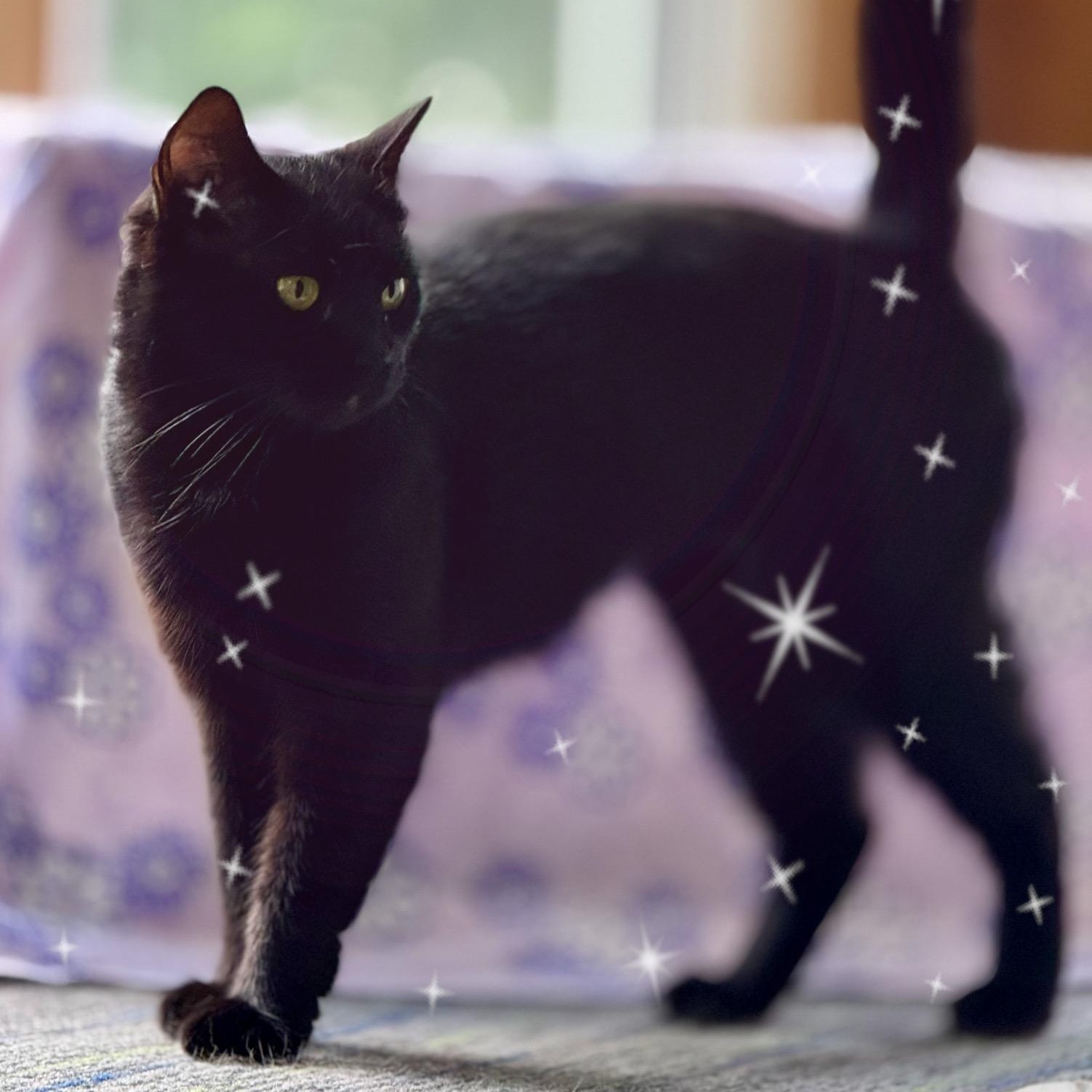 Velvet, a Adoptable Domestic Short Hair in Charlotte, NC image 1/5