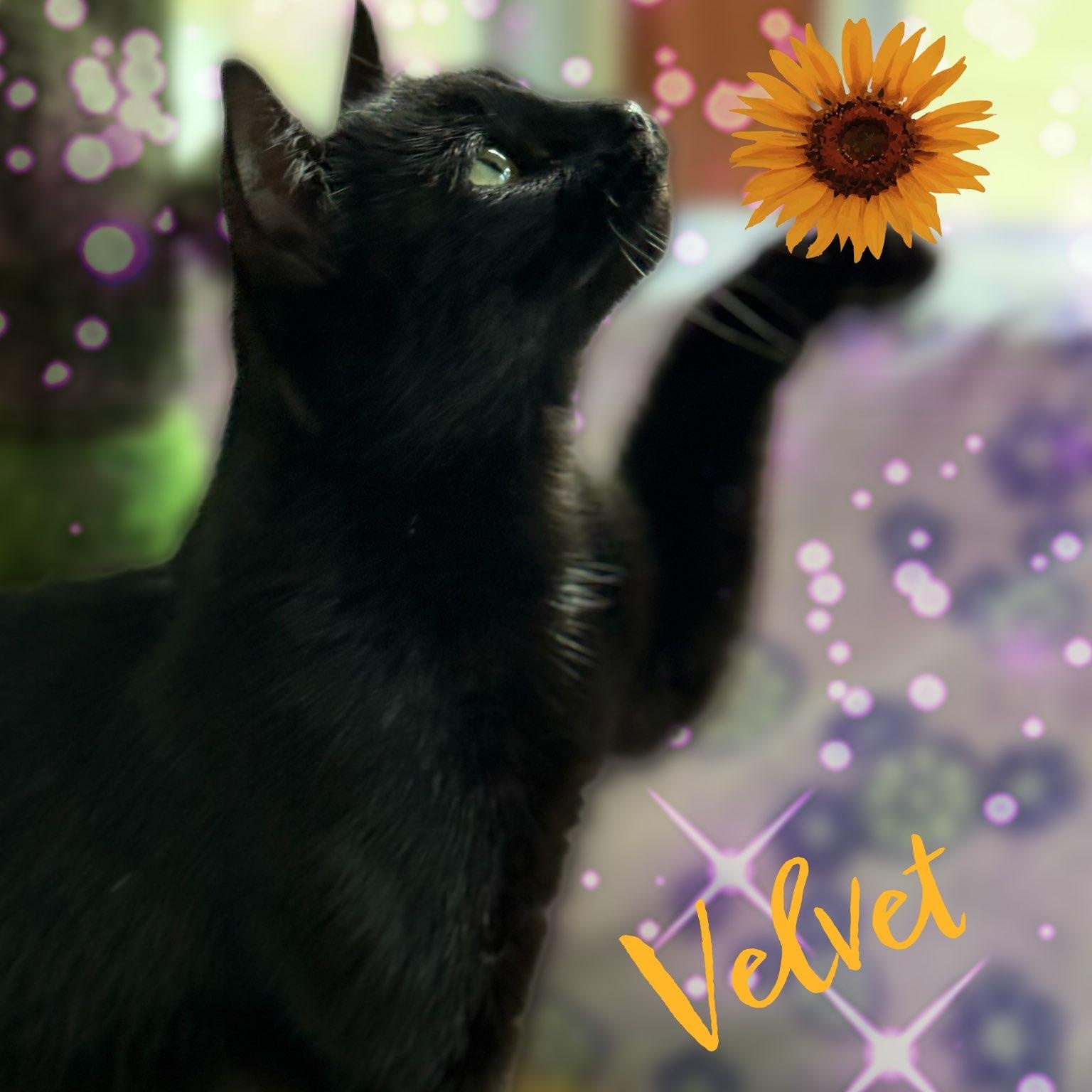 Velvet, a Adoptable Domestic Short Hair in Charlotte, NC image 5/5
