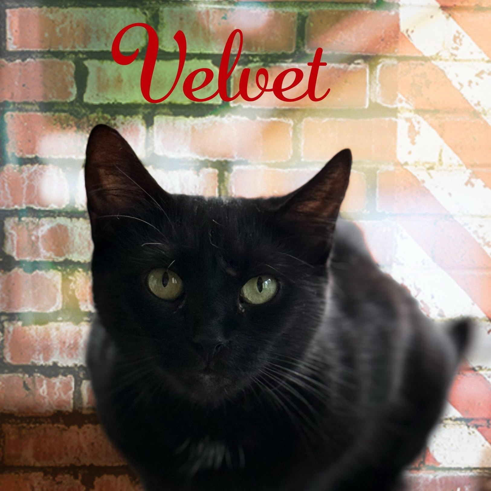 Velvet, a Adoptable Domestic Short Hair in Charlotte, NC image 4/5