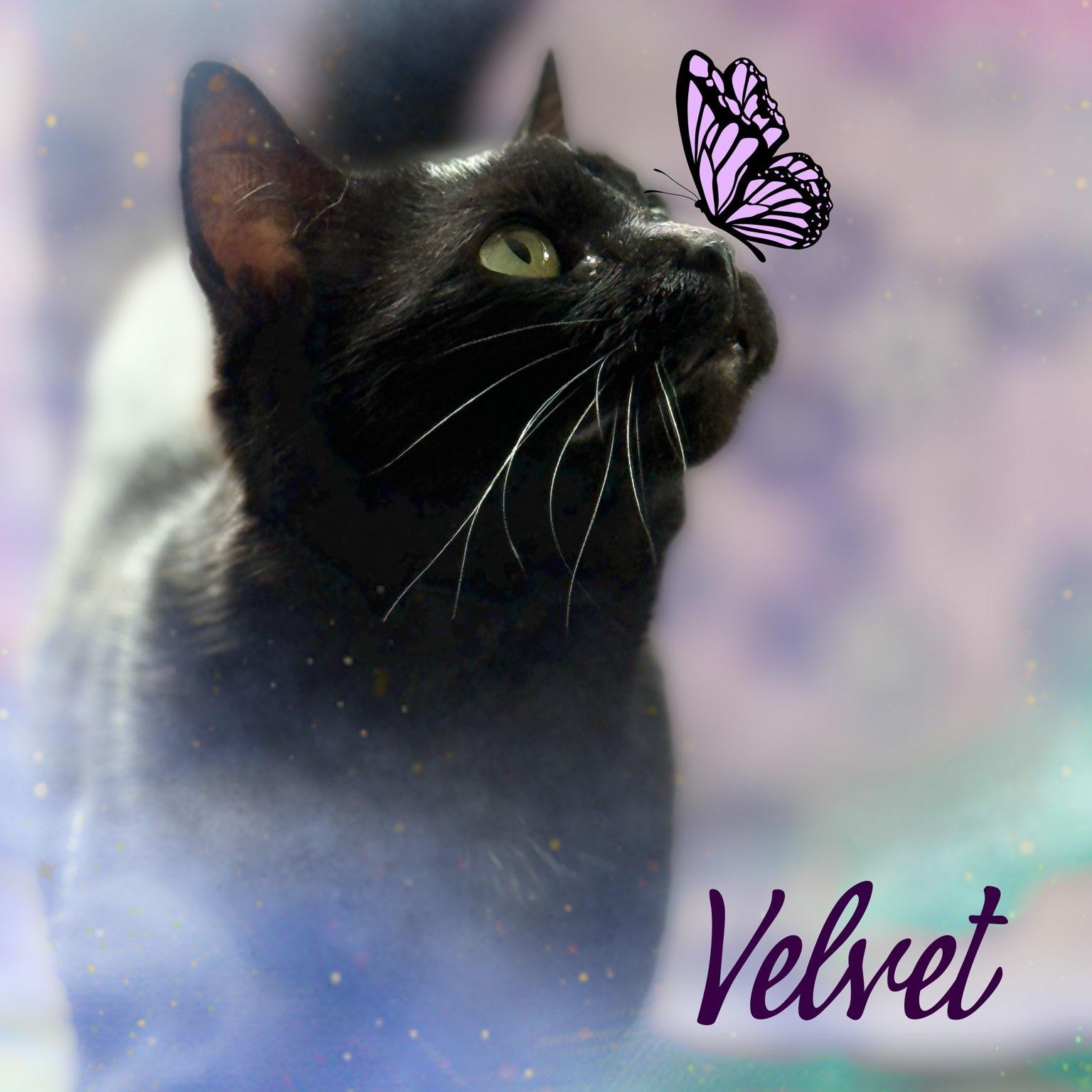 Velvet, a Adoptable Domestic Short Hair in Charlotte, NC image 2/5