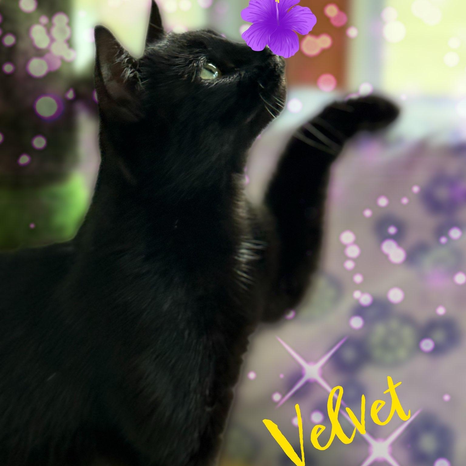 Velvet, a Adoptable Domestic Short Hair in Charlotte, NC image 3/5